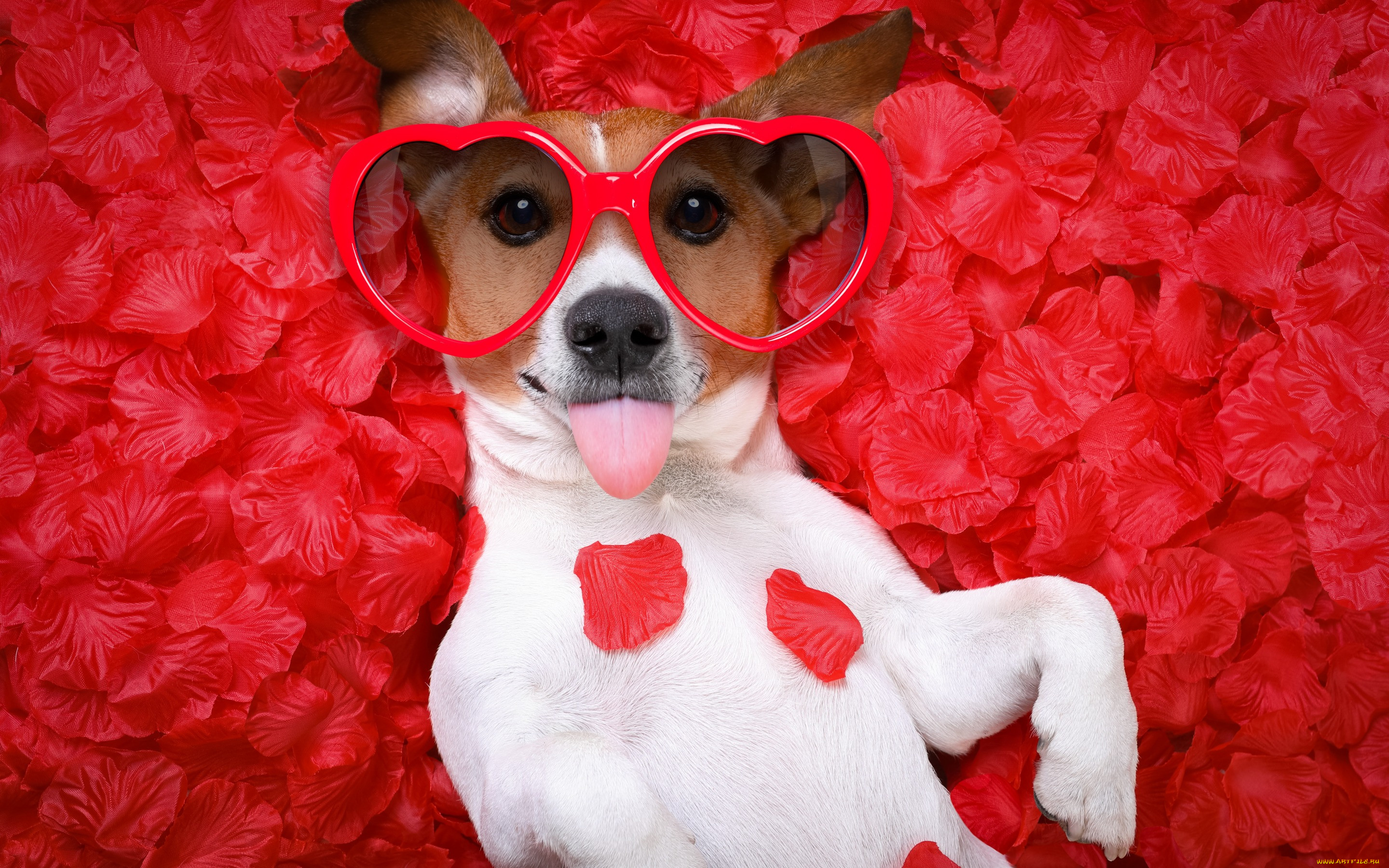   , , petals, hearts, funny, rose, dog, love, , romantic, valentine